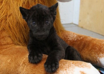 Котенок ягуара родился в зоопарке Удмуртии 