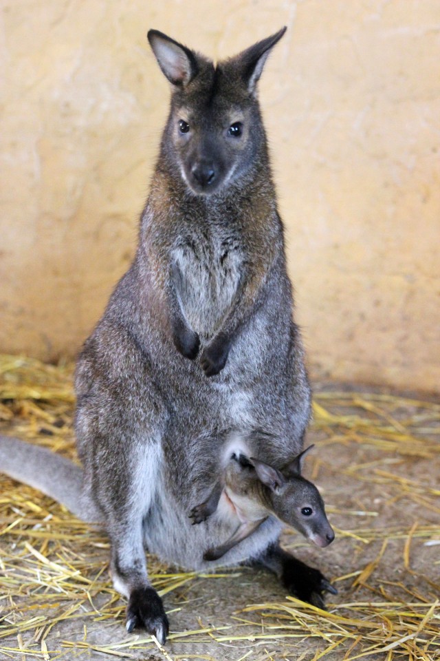 Сразу три кенгуру в нижегородском зоопарке стали мамами
