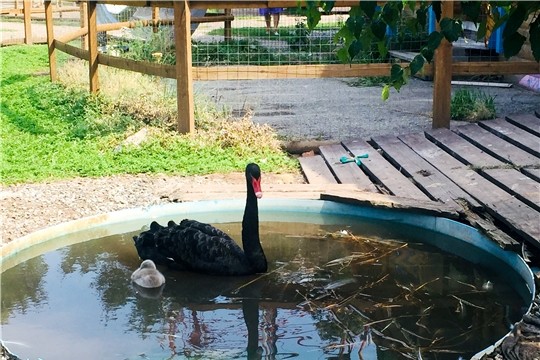 Птенец вылупился у чёрных лебедей в Чебоксарском детском парке