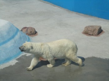 Нижегородский "Лимпопо" стал шестнадцатым среди российских зоопарков, где живут белые медведи.