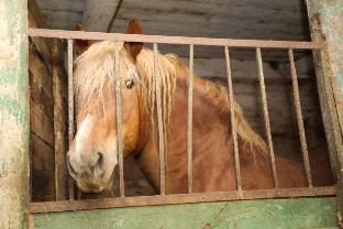 Нижегородские власти помогут восстановить Починковский конный завод