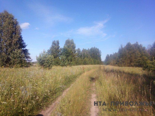 Около 20 млн деревьев высадят в 2019 году в Нижегородской области