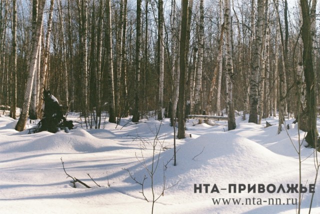  Объем заготовки древесины в Нижегородской области по итогам 11 месяцев вырос на 200 тысяч кубометров