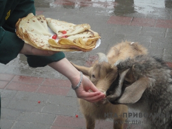 Обитателей нижегородского зоопарка "Лимпопо" угостили блинами