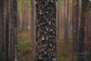 Кировский лес будут поставлять в Донбасс