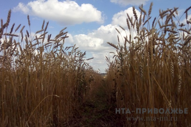 Снижение урожайности отмечается в Нижегородской области из-за засухи