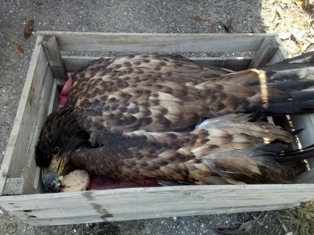 Спасённый в Борском районе Нижегородской области орлан-белохвост пошёл на поправку