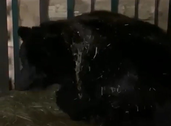 Перевезённая из нижегородского зоопарка "Мишутка" медведица стала мамой (ВИДЕО)