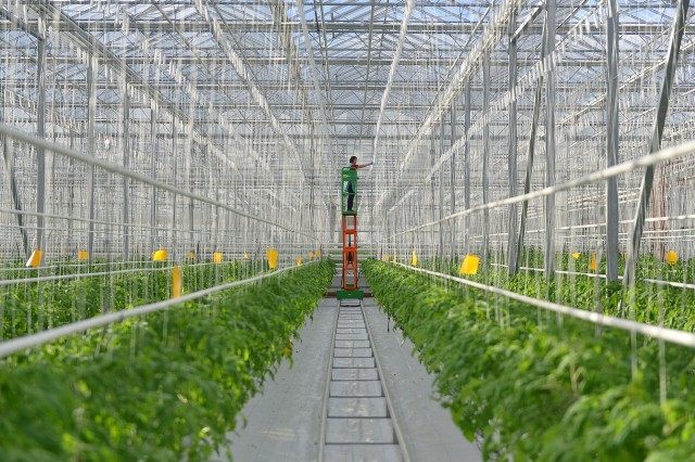 Более 11 тысяч тонн тепличных овощей планируется произвести в Нижегородской области в 2019 году