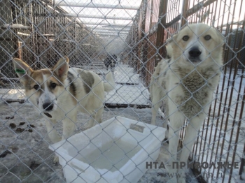 Приют для бездомных животных открыт в Нижнем Новгороде