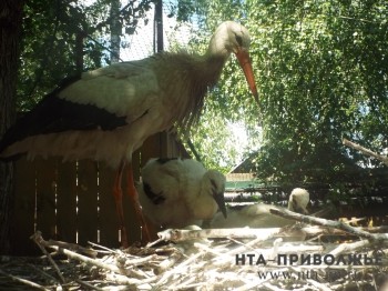 Детеныши аистов и овцебыков появились на свет в нижегородском зоопарке "Лимпопо"