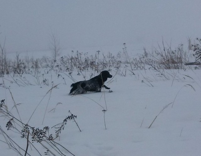 Сезон охоты на боровую дичь с подружейными собаками завершился в Нижегородской области