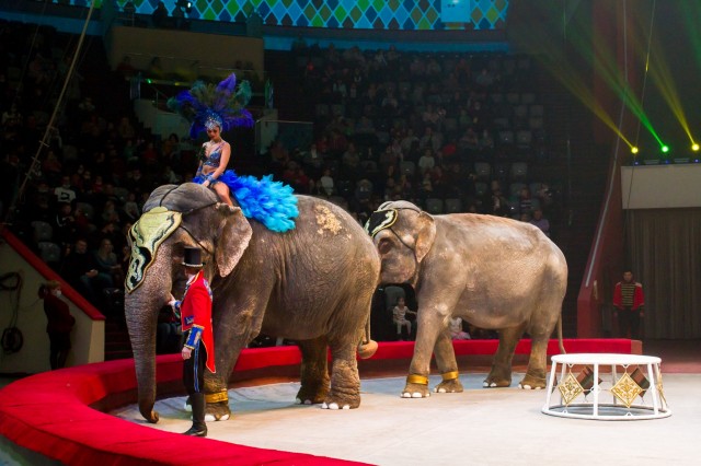 Драка двух слонов сорвала представление в Казанском цирке (ВИДЕО)