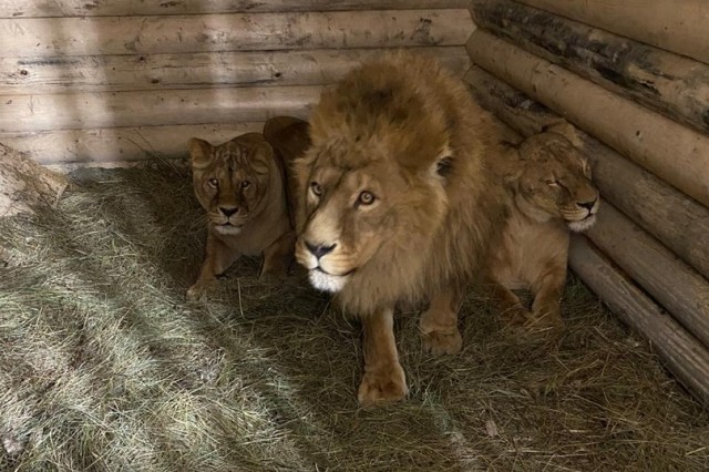 Семейство львов из нижегородского зоопарка "Мишутка" перевезли в Балахну