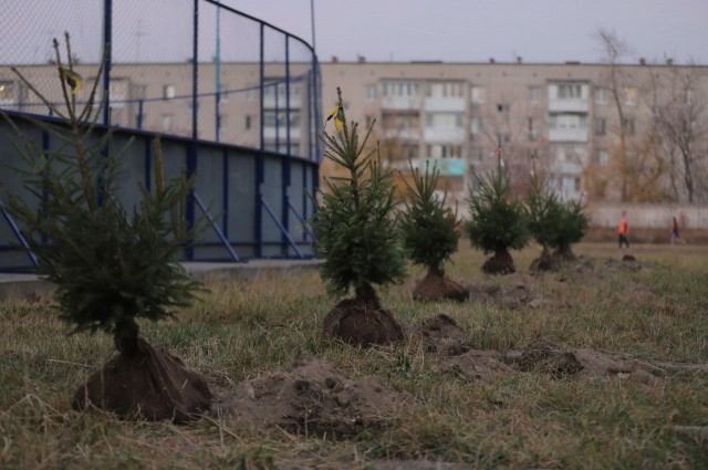 Тысячу елей высадили в Нижегородской области в рамках проекта "Хвойный город"