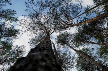 Более 60 аварийных деревьев спилили в Стригинском бору Нижнего Новгорода