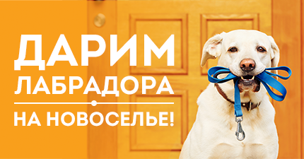 Нижегородская компания "Евродом" дарит лабрадора на новоселье