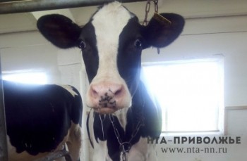Производство молока в Нижегородской области увеличилось на 4% по итогам 6 месяцев этого года