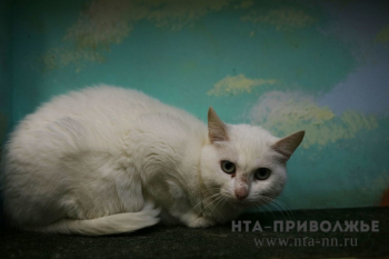 Бешеная кошка набросилась на хозяина в Нижегородской области
