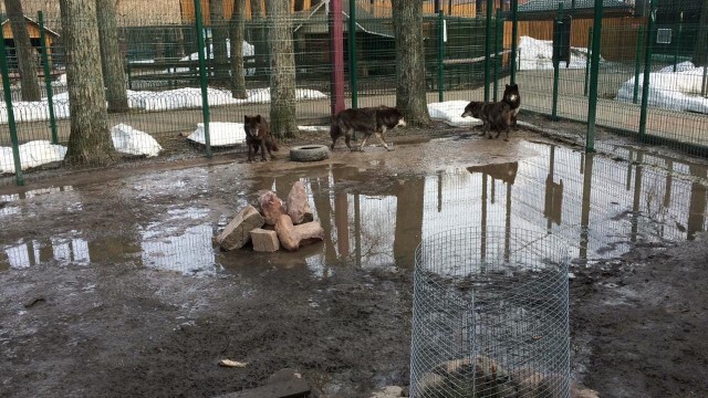 Затопленный талыми водами вольер с волками в балахнинском зоопарке поднимут (ВИДЕО)