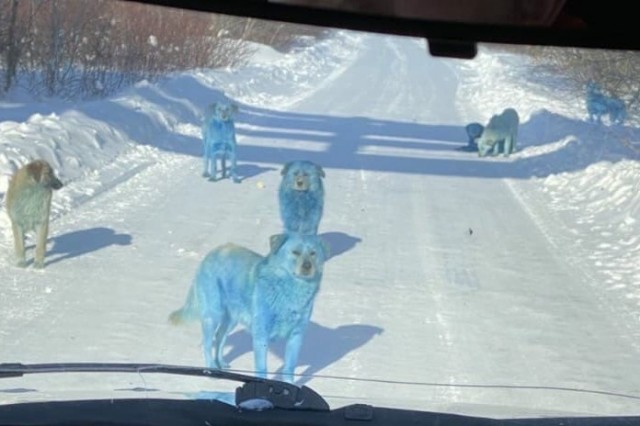 Собаки с голубой шерстью в Нижегородской области выловлены и направлены в зоогоспиталь