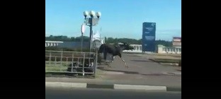 Нижегородцы встретили лося в центре города (Видео)