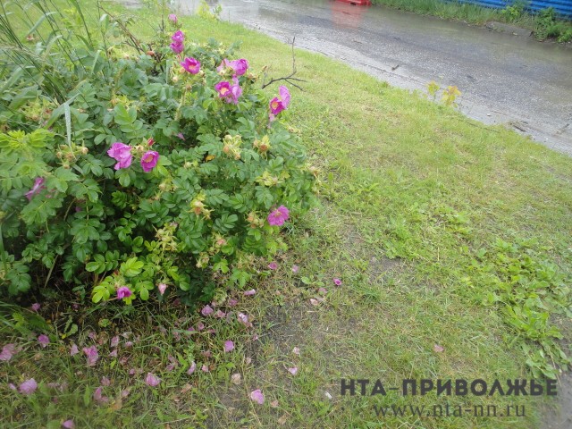 Дожди возможны в Нижегородской области в начале недели