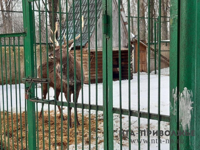 Россельхознадзор не нашёл нарушений в содержании животных в нижегородском зоопарке "Мишутка"