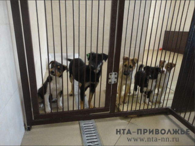 "Подарки" бездомным животным соберут нижегородцы