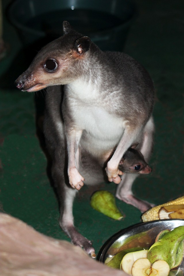 Малыш появился в семействе кустарниковых кенгуру в нижегородском зоопарке "Лимпопо"