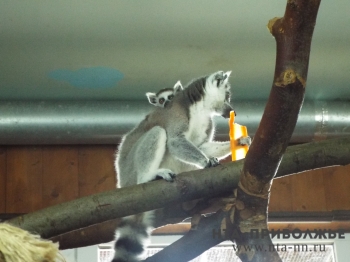Весенний бэби-бум в нижегородском зоопарке "Лимпопо" 