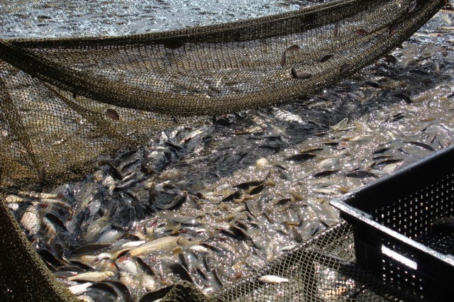 Производство осетровых рыб в Нижегородской области увеличилось на 30% 