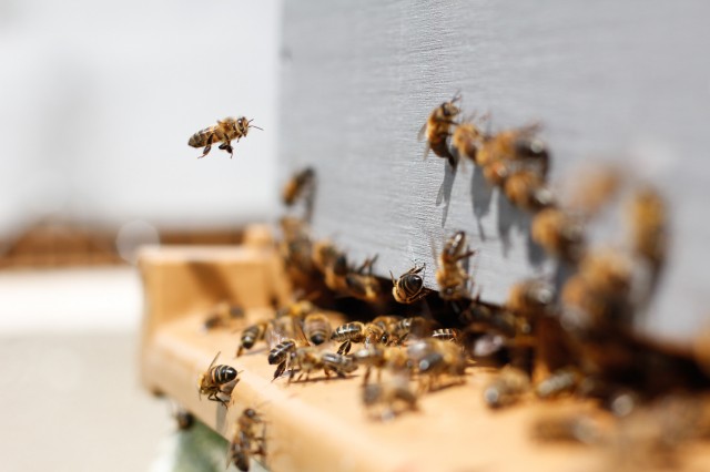 Обработка лесов от непарного шелкопряда могла стать причиной массовой гибели пчёл в Башкирии
