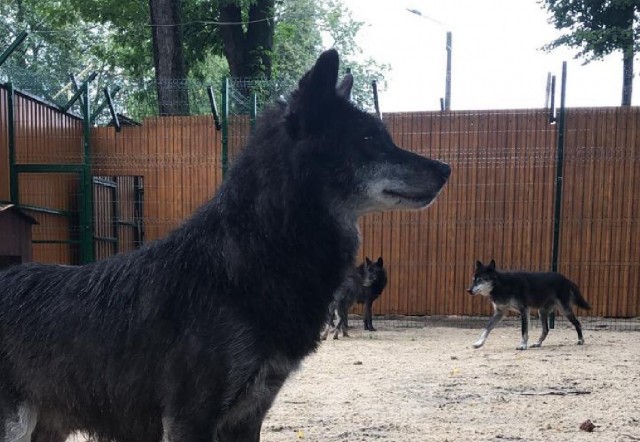 Шесть волков из нижегородской "Швейцарии" перевезли в балахнинский зоопарк