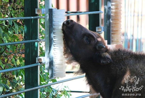 Специальные щетки-чесалки для животных установили в нижегородском зоопарке "Лимпопо"