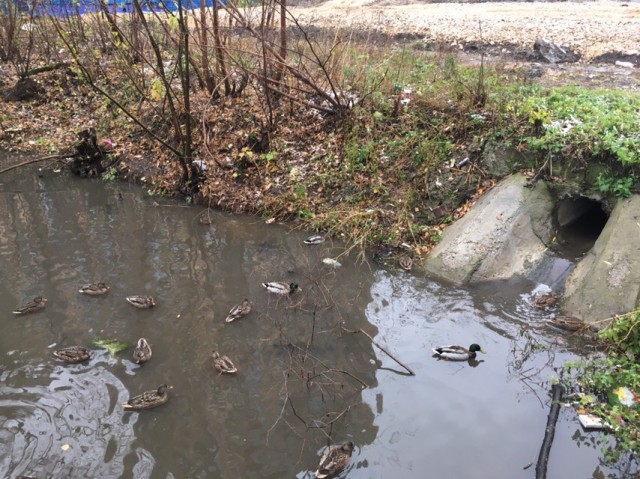 Прилетевшим на зимовку к реке Борзовке в Нижнем Новгороде уткам грозит смерть от мусора