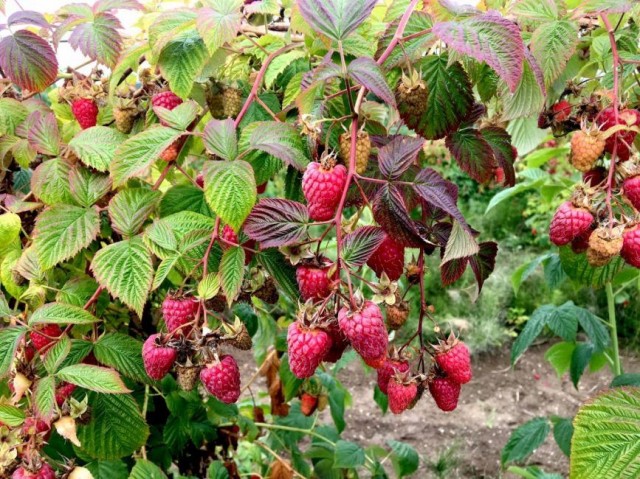 Закладка 80 гектаров плодовых культур планируется в Нижегородской области в 2020 году