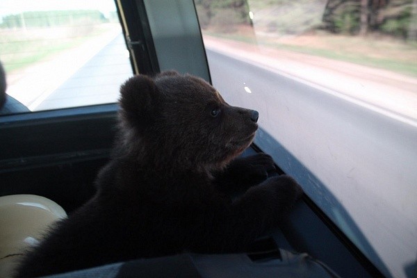 Спасённый госохотнадзором Нижегородской области медвежонок Балу отметил первый день рождения