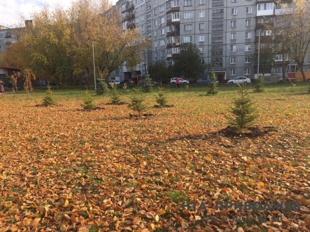 Около 19 тысяч деревьев высадят в лесопарках Нижнего Новгорода в 2019 году