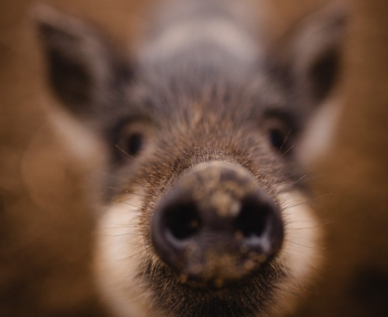 Почти 790 свиней изъято у фермеров Ульяновской области из-за вспышки АЧС