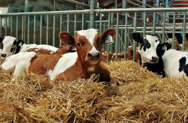 Нижегородские животноводы в 2020 году установили рекорд по производству молока