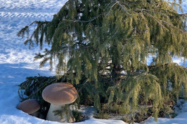 Первый замгубернатора Нижегородской области Евгений Люлин раскрыл тайну своей фотографии с грибами на снегу под ёлкой