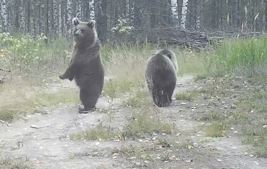 Медведицу с пятью медвежатами засняли в Керженском заповеднике Нижегордской области
