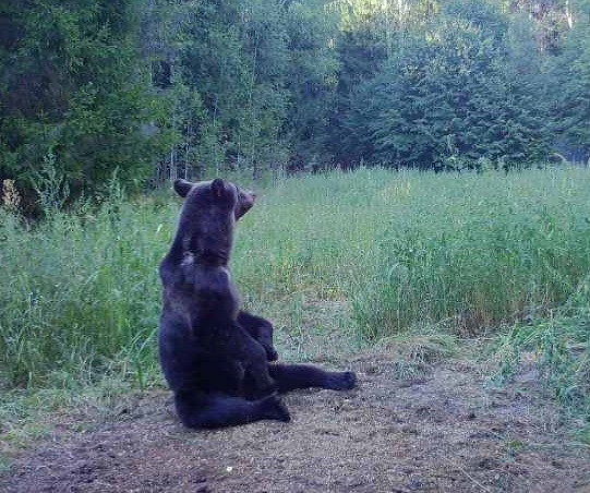 Сезон охоты на медведя закрыт в Нижегородской области с 1 декабря