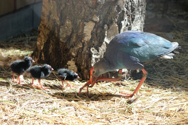 Двойное пополнение произошло в нижегородском зоопарке "Лимпопо"