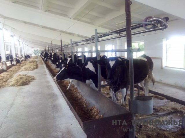 Молока и мяса в Нижегородской области стали производить больше