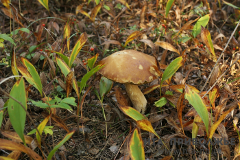Два человека отравились грибами с начала сезона в Нижегородской области 