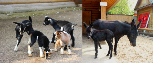 Карликовые козлята и ослик родились в нижегородском зоопарке "Лимпопо"