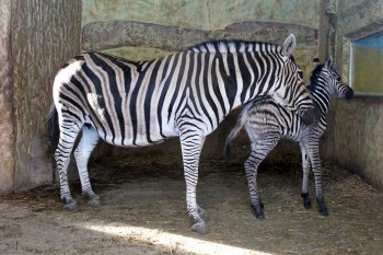 Нижегородский зоопарк “Лимпопо” пополнился еще одной зеброй