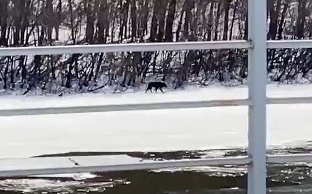 МЧС занялось спасением собаки с Гребнёвских песков в Нижнем Новгороде (ВИДЕО)
